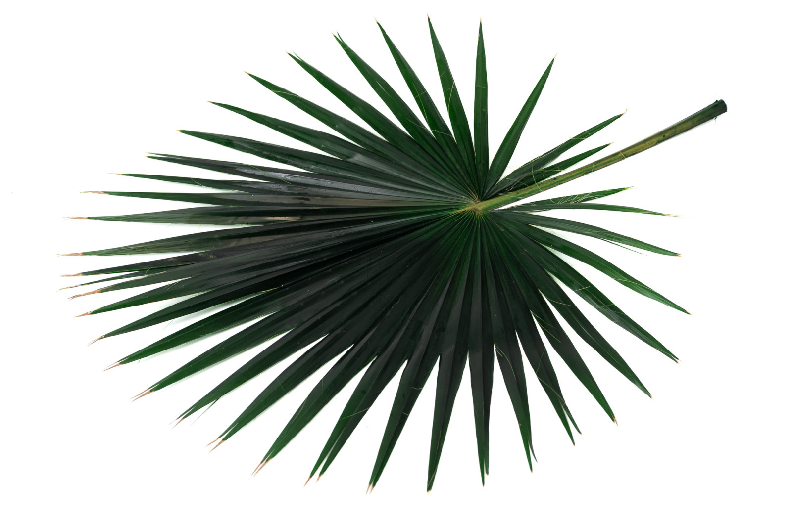 stabilisierte-palm-washingtonia-15