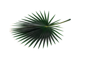 palm-washingtonia-stabilisee-15.