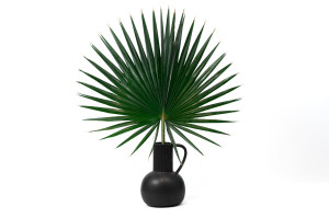 palm-washingtonia-stabilisee-15.