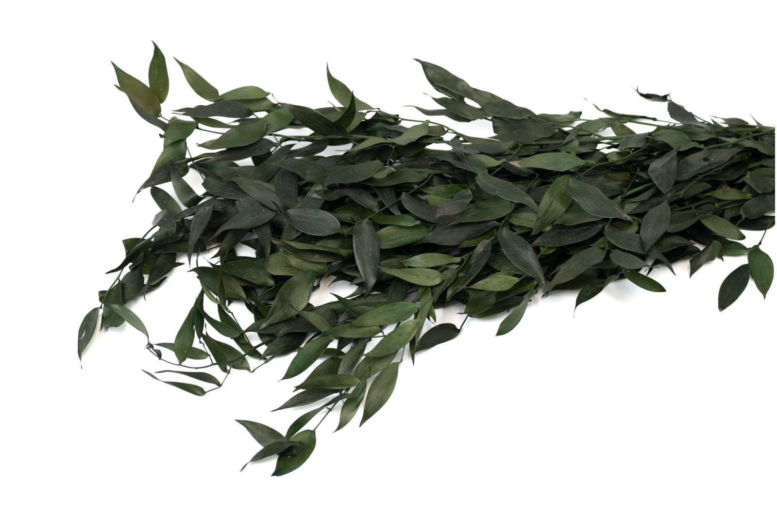 ruscus-stabilise-8