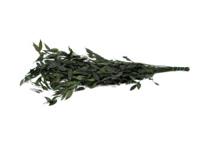 ruscus-stabilise-8.
