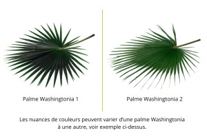 stabilisierte-palm-washingtonia-15.