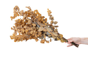 eucalyptus-stuartiana-stabilise-6.