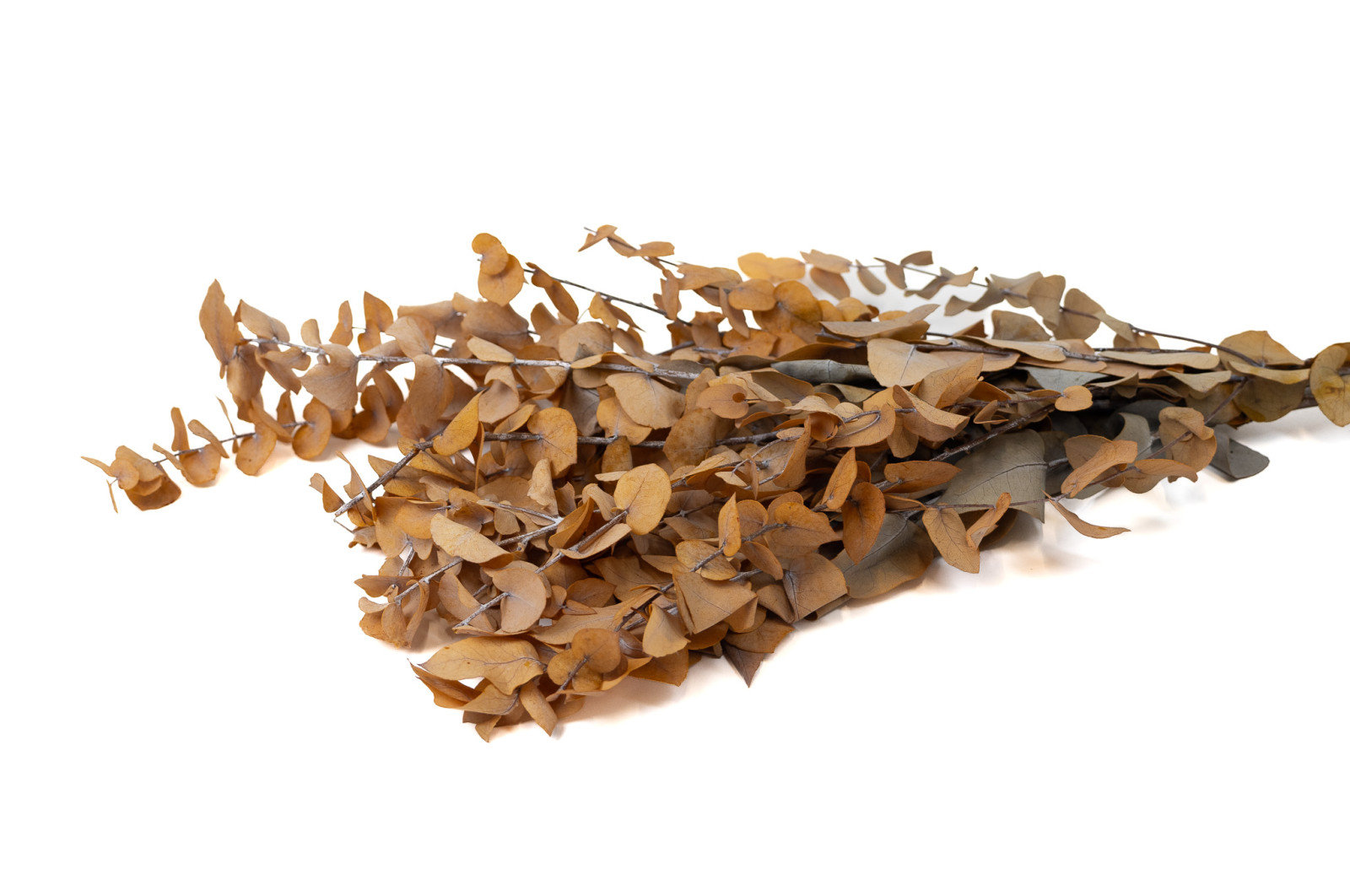 eucalyptus-stuartiana-stabilise-6