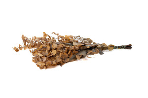 eucalyptus-stuartiana-stabilise-6.