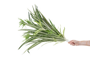 chlorophytum-artificiel-piquet-41.