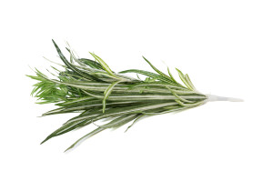 kuenstliche-chlorophytum-steckpflanze-41.