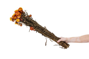 dried-helichrysum-8.