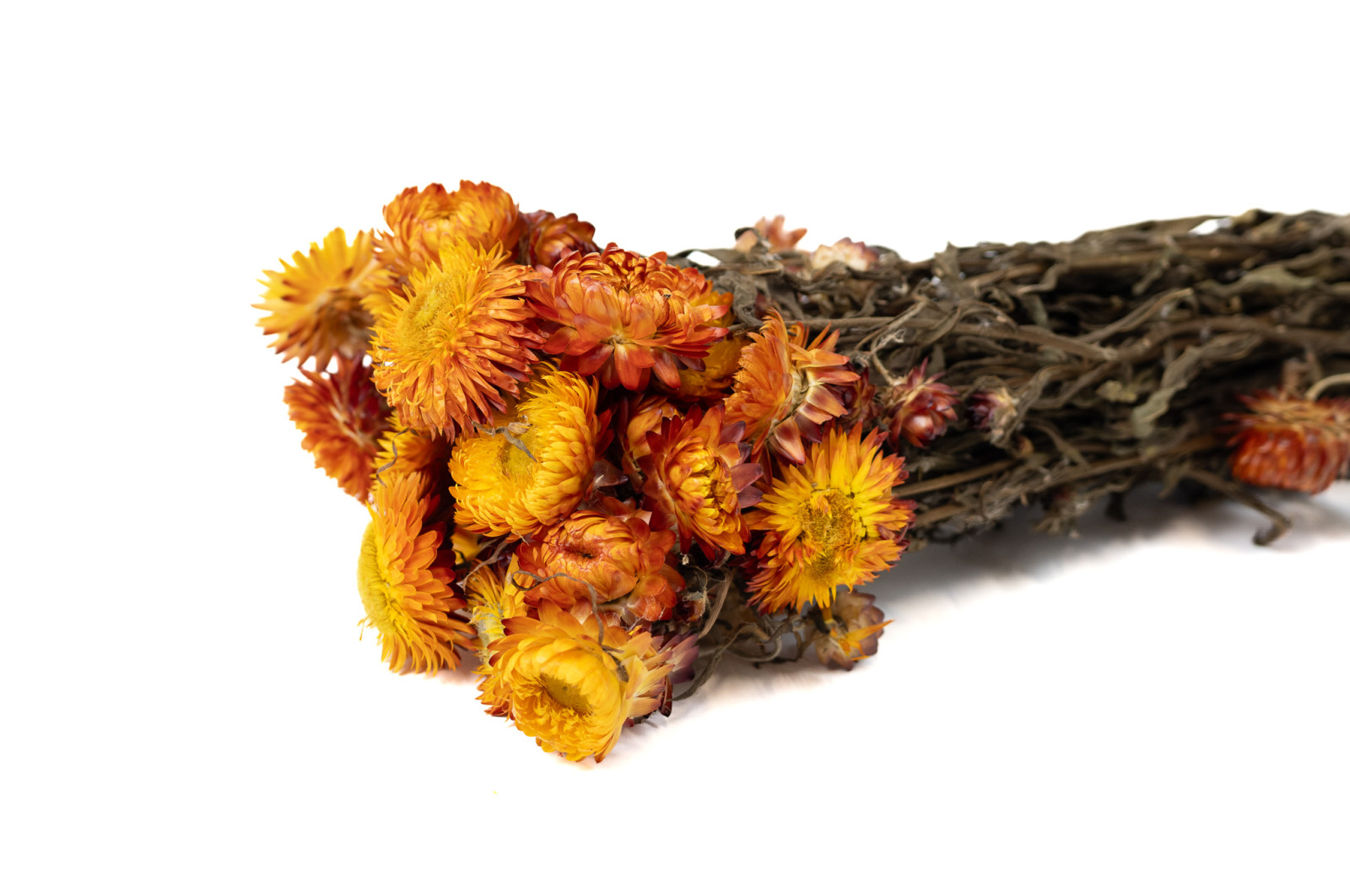 helichrysum-sec-8