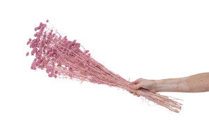 stabilisierte-wald-schafgarbe-8.