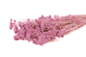 preserved-achillea-sylvestre-8.