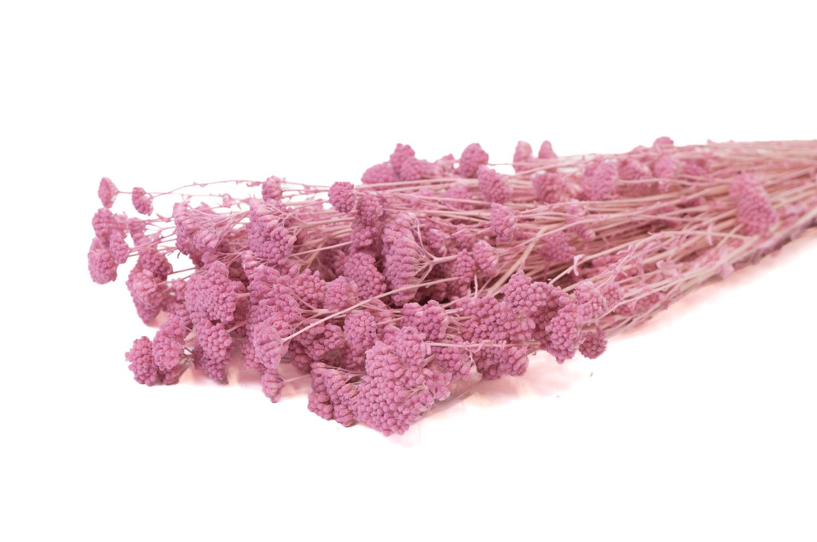 achillee-sylvestre-stabilisee-8