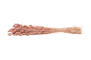 trockenes-phalaris-8.