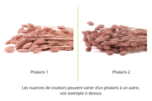 trockenes-phalaris-8.