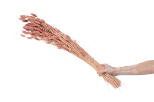 trockenes-phalaris-8.