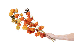 physalis-sec-40-50cm-8.