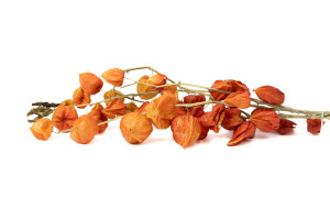 dried-physalis-40-50cm-8