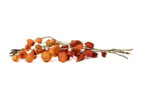 dried-physalis-40-50cm-8.