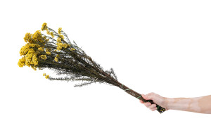 preserved-diosmirice-flower-6.