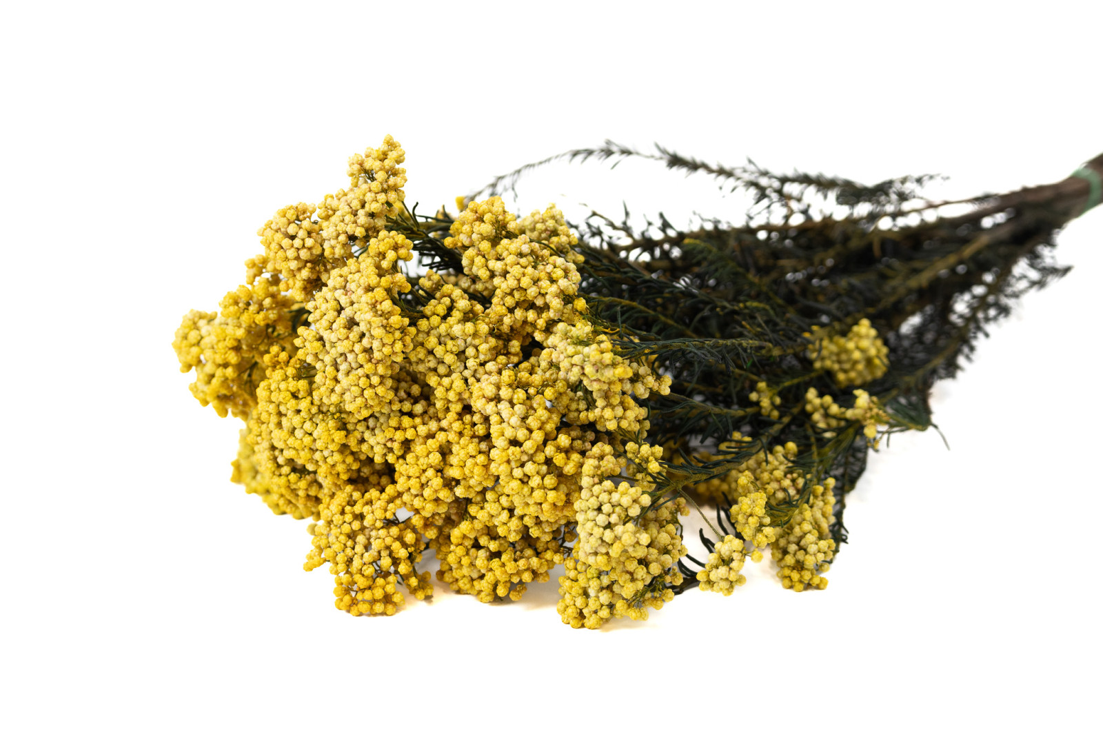 preserved-diosmirice-flower-6