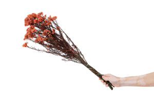 preserved-diosmirice-flower-6.