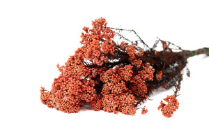 preserved-diosmirice-flower-6.