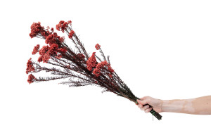 stabilisierte-diosmi-6.