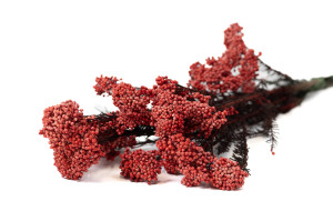 preserved-diosmirice-flower-6.