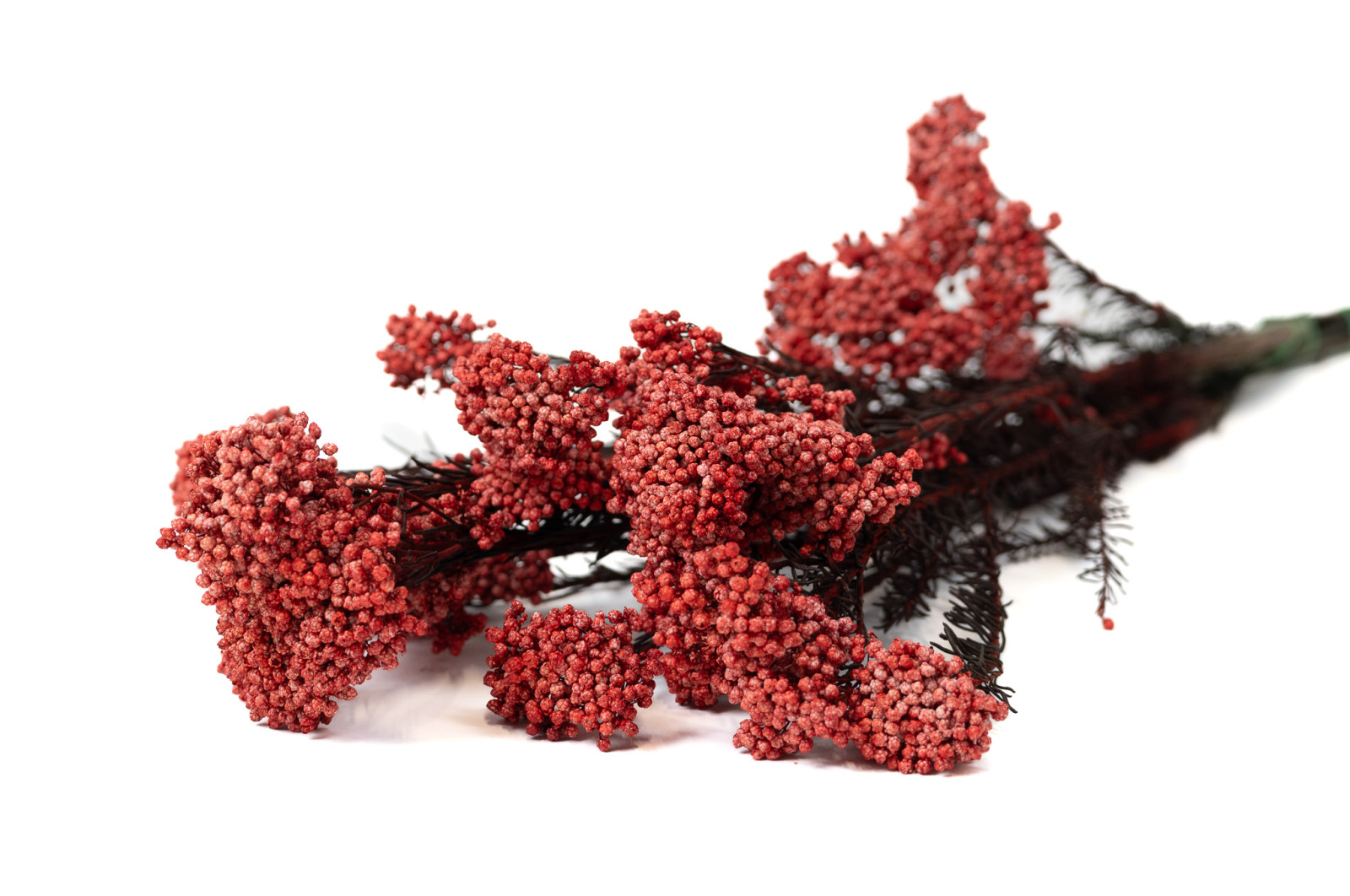 preserved-diosmirice-flower-6