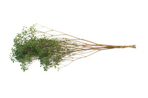 preserved-gypsophila-paniculata-6.