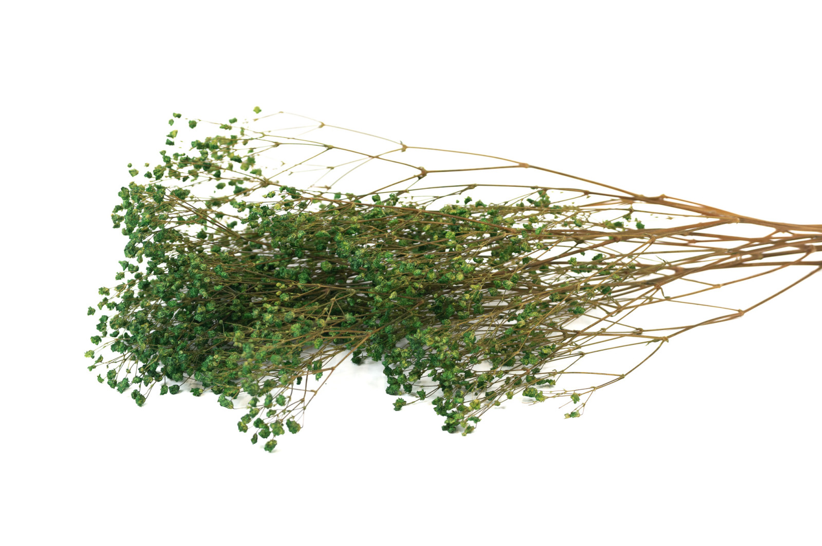 gypsophile-stabilise-6