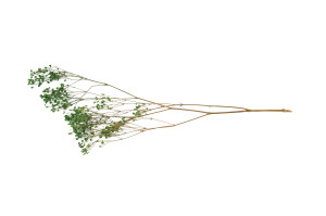 preserved-gypsophila-paniculata-6.