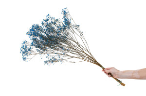 preserved-gypsophila-paniculata-6.