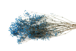 preserved-gypsophila-paniculata-6.