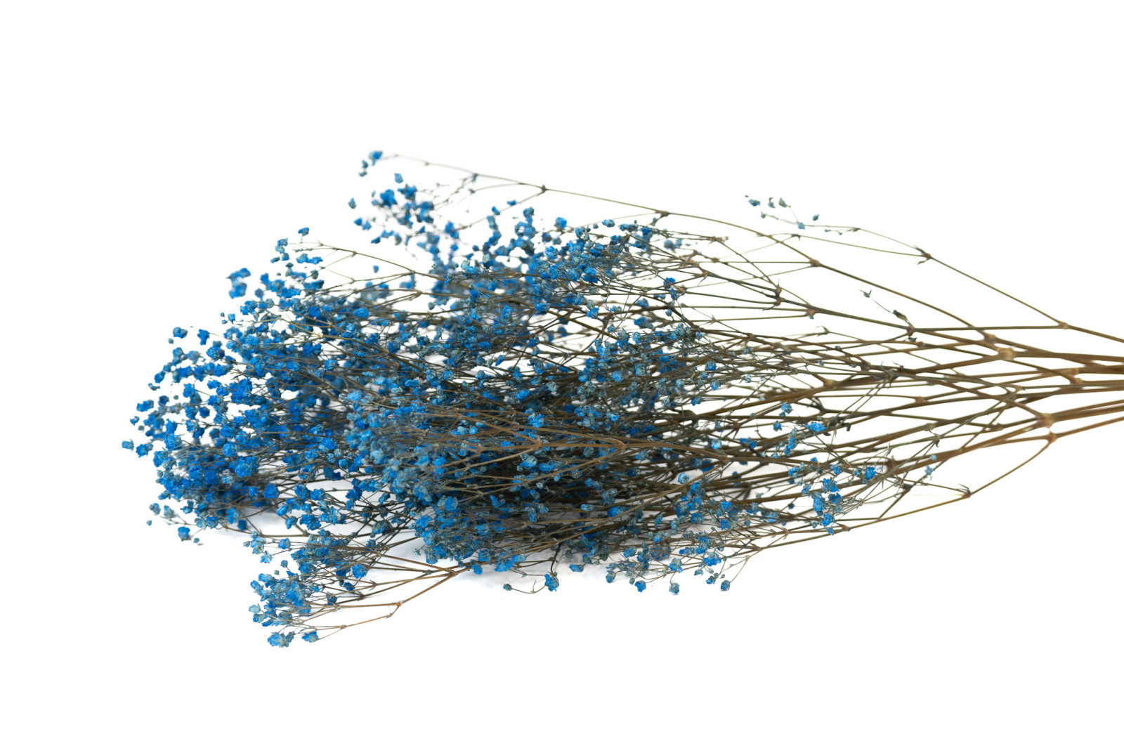 gypsophile-stabilise-6