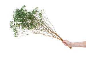 gypsophile-stabilise-6.