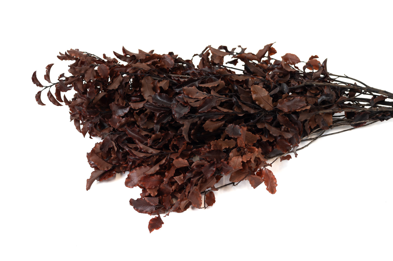 preserved-pittosporum-6