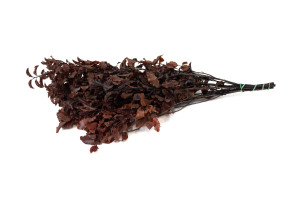 preserved-pittosporum-6.