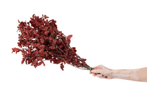 pittosporum-stabilise-6.