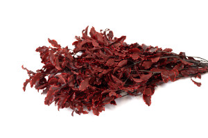 pittosporum-stabilise-6.