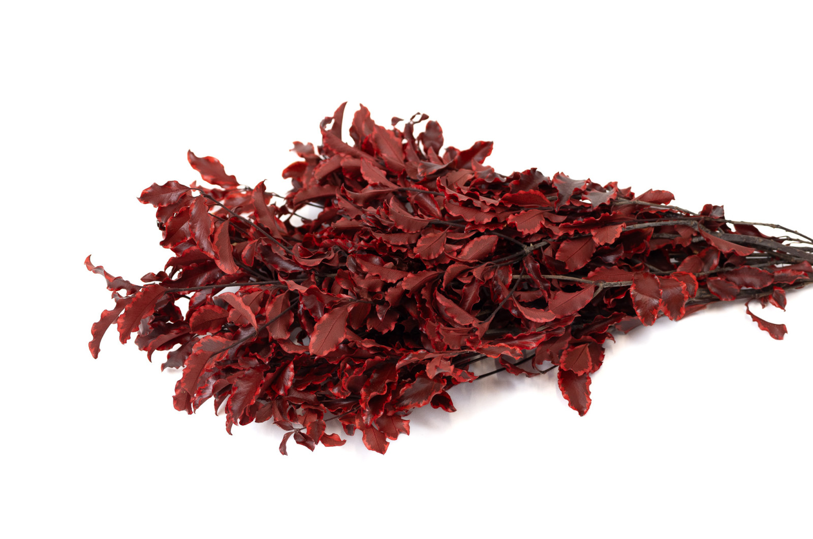 preserved-pittosporum-6