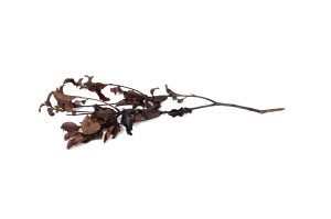 preserved-pittosporum-6.