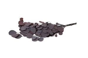 eucalyptus-populus-stabilise-6.