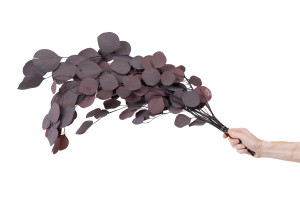 preserved-eucalyptus-populus-6.