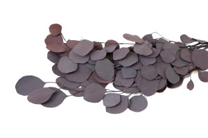 eucalyptus-populus-stabilise-6.