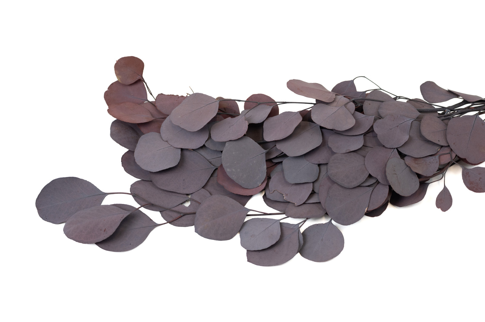 eucalyptus-populus-stabilise-6