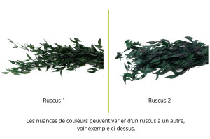 preserved-ruscus-6.
