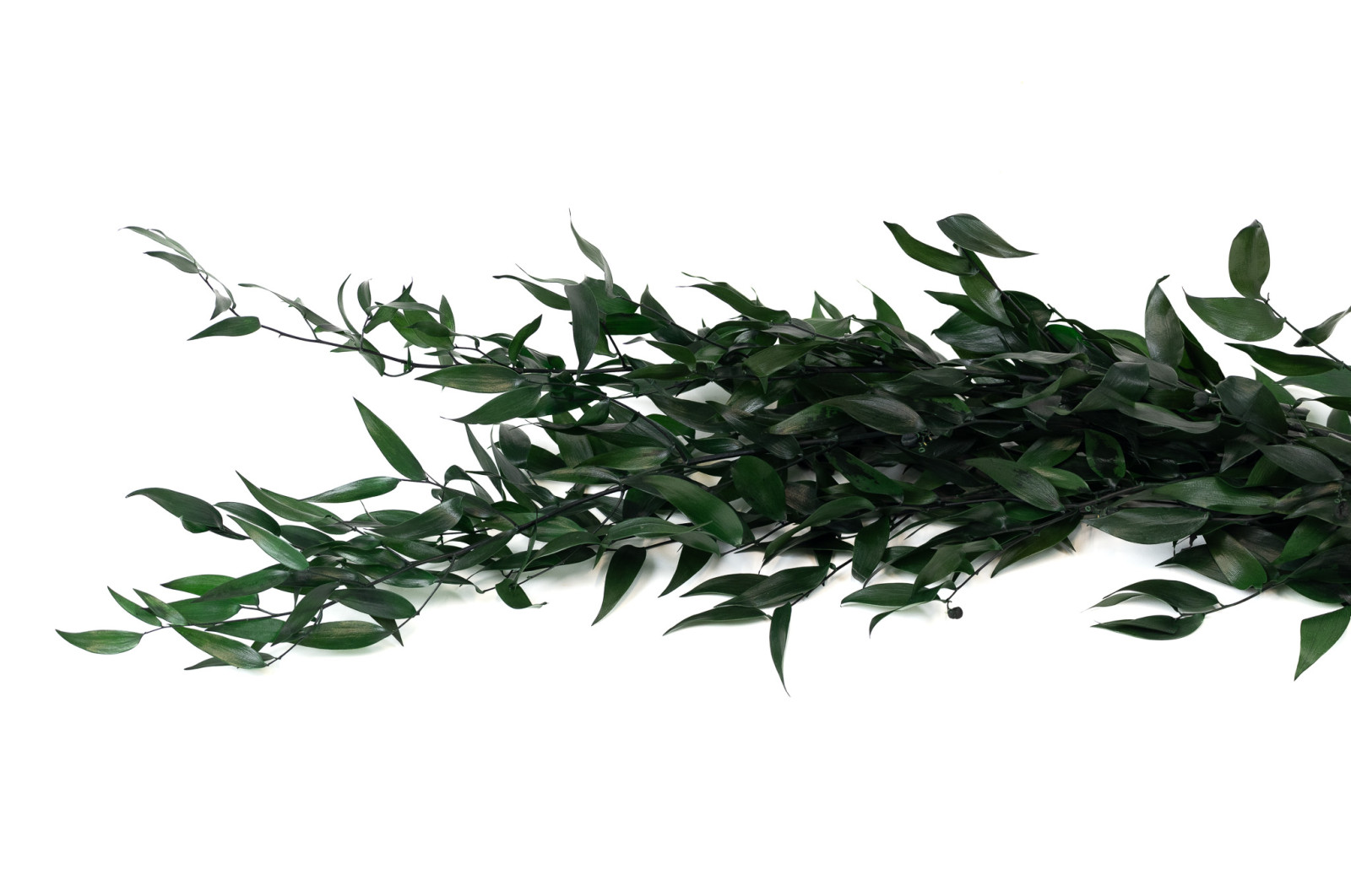 ruscus-stabilise-6