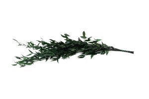 preserved-ruscus-6.
