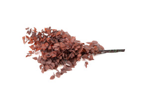 preserved-eucalyptus-stuartiana-6.